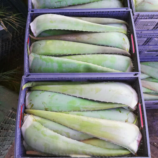 hojas-de-aloe-vera-frescas